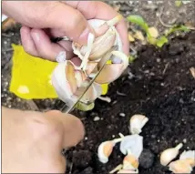  ?? COURTESY OF JESSICA DAMIANO ?? A garlic bulb is separated into cloves for planting.