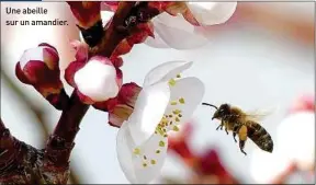  ??  ?? Une abeille sur un amandier.