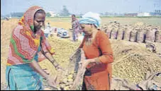  ?? HT FILE ?? The past few years have witnessed surplus production of potatoes in the state and lack of buyers forced the farmers to dump their crop on roads after a steep crash in prices.