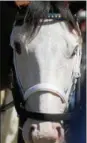  ?? PHOTO BY SPENCER TULIS VIA SARATOGIAN ?? With a unique white face and pale blue idea with a bay body, Southern Phantom the two-yearold colt has become an attraction at Saratoga Race Course this summer.