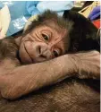  ?? Foto: dpa ?? Das Gorillabab­y liegt nach der Geburt auf seiner Mama.