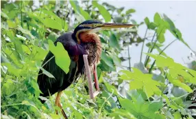  ??  ?? Birds; victims of careless garbage dumping by us humans. Pix by Sumith Bandara