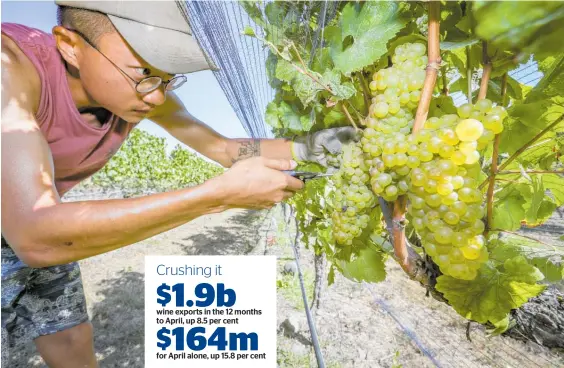  ?? Photo / Warren Buckland ?? Guihang Xue picks chardonnay for Vidals in Hawke’s Bay before the lockdown. Essential status meant harvesting around NZ could go on.