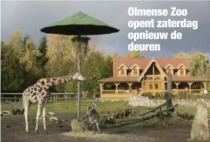  ?? FOTO JOREN DE WEERDT ?? Zaterdag mag de Olmense Zoo opnieuw de deuren openen. Met de nodige veranderin­gen, al zal de bezoeker daar weinig van merken