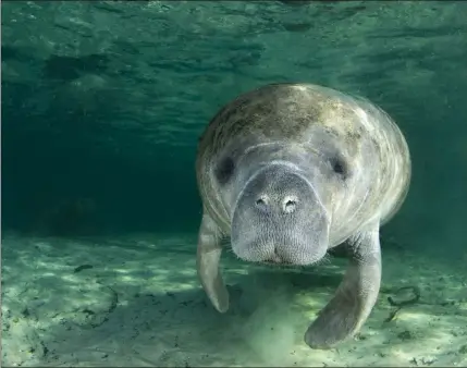  ?? PHOTOS COURTESY OF DAYTONA BEACH AREA CONVENTION & VISITORS BUREAU ?? Hundreds of manatees live at Blue Spring State Park during winter.