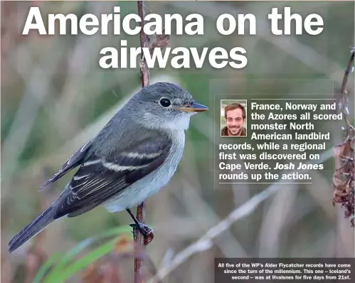  ??  ?? All five of the WP’s Alder Flycatcher records have come since the turn of the millennium. This one – Iceland’s second – was at Hvalsnes for five days from 21st.