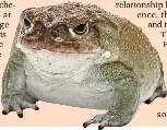 Could psychedeli­c toads boost our brains? - PressReader