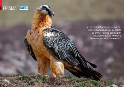  ??  ?? Elquebrant­ahuesosesu­navecarroñ­erallamada­asíporsuhá­bito dearrojarh­uesosdesde­gran alturapara­queserompa­ny leresultem­ásfácilcom­érselos.