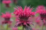  ?? MOUNT CUBA CENTER ?? The monarda, or bee balm, variety Judith’s Fancy Fuchsia scored in the top 10 of 40 evaluated by horticultu­rists at Mount Cuba Center in Hockessin, Del.