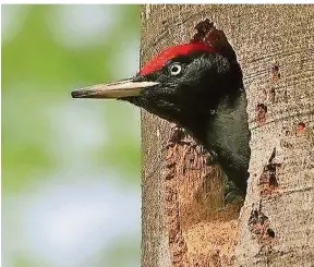  ?? FOTO: KONRAD FUNK ?? Der Schwarzspe­cht gilt als Zimmermann des Waldes.