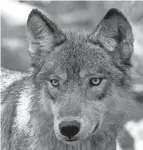  ?? DAWN VILLELLA/AP ?? Gray wolves were hunted to extinction in Colorado long ago, but a few have been seen in the northern part of the state.