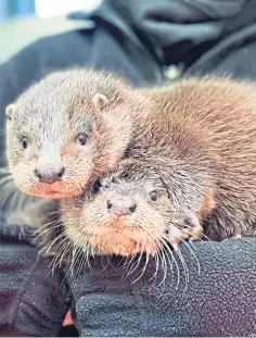  ??  ?? HELPLESS: The pair of cubs were found in Inverkeith­ing.