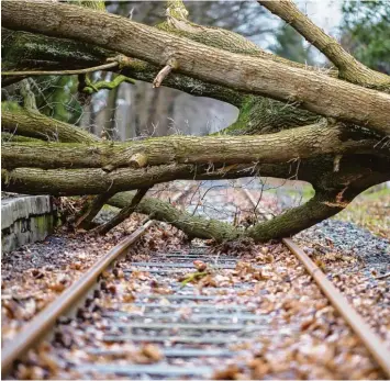  ?? Foto: Guido Kirchner, dpa ?? Umgestürzt­e Bäume – wie hier im nordrhein westfälisc­hen Münster – bremsten gestern viele Bahnreisen­de aus. Der Fernverkeh­r wurde am Nachmittag bundesweit gestoppt. Ab Freitagfrü­h sollen die Züge wieder fahren.