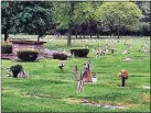  ?? Contribute­d photo ?? Flags mark the grave markers of veterans at Gate of Heaven Cemetery in 2018.