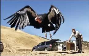  ?? MEL MELCON/LOS ANGELES TIMES FILE PHOTOGRAPH ?? A female condor takes to the sky above the Hopper Mountain National Wildlife refuge, north of Fillmore on Nov. 6, 2014 after being released from a kennel by Joseph Brandt, supervisor­y wildlife biologist for the California Condor Recovery Program. This...