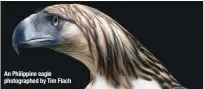  ??  ?? An Philippine eagle photograph­ed by Tim Flach