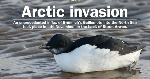  ?? ?? Brünnich’s Guillemot influx: east coast, 26-28 November 2021
This exhausted Brünnich’s Guillemot in Wells-next-the-Sea harbour sadly perished.