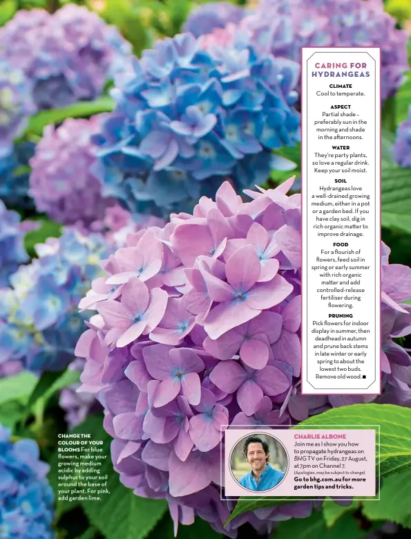  ??  ?? Change the colour of your blooms For blue flowers, make your growing medium acidic by adding sulphur to your soil around the base of your plant. For pink, add garden lime.
CHARLIE ALBONE
Join me as I show you how to propagate hydrangeas on BHG TV on Friday, 27 August, at 7pm on Channel 7.
(Apologies, may be subject to change) Go to bhg.com.au for more garden tips and tricks.