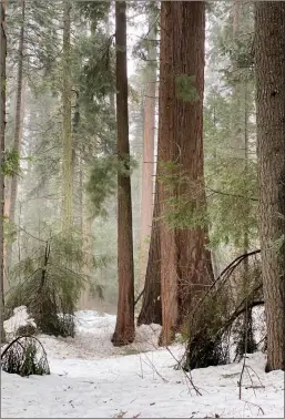  ?? Shelly Thorene / Union Democrat ?? The North Grovetrail in Bigtrees State Park is blanketed by snow on Monday.