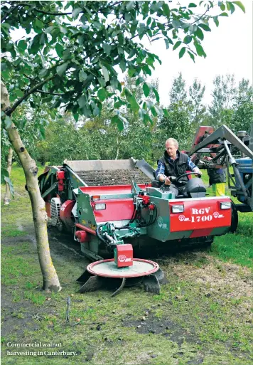  ??  ?? Commercial walnut harvesting in Canterbury.