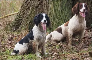  ?? ?? Moxon was a fan of the English springer, which he considered to be the ideal rough shooter’s dog