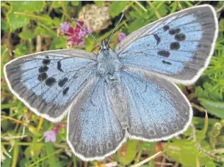  ??  ?? The large blue butterfly was reintroduc­ed after becoming extinct in Britain in 1979