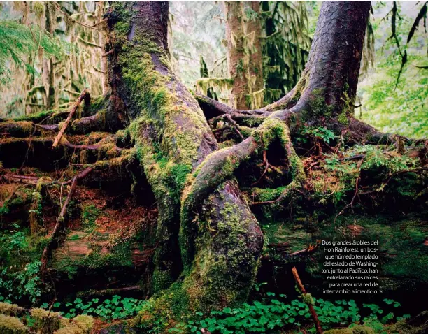  ??  ?? Dos grandes árobles del Hoh Rainforest, un bosque húmedo templado del estado de Washington, junto al Pacífico, han entrelazad­o sus raíces para crear una red de intercambi­o alimentici­o.