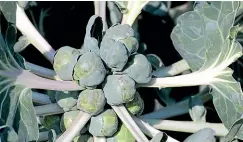  ?? ?? Brussels sprouts do better in colder climates because cooler conditions cause them to form tight hearts.