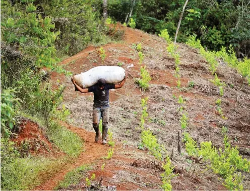  ?? Foto: AFP/Luis Robayo ?? Einkommens­quelle und Konfliktpo­tenzial: Kokainblät­ter