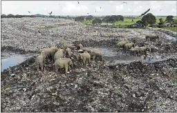  ?? PHOTOS BY ACHALA PUSSALLA — THE ASSOCIATED PRESS ?? Wild elephants scavenge for food at an open landfill in Pallakkadu village in Ampara district, about 30miles east of the capital Colombo, Sri Lanka, on Jan. 6.