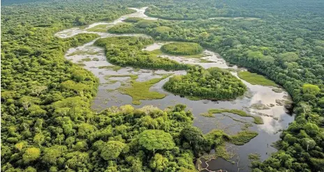  ?? ?? Living green: In nearly every Latin American country, land belonging to indigenous peoples was deforested at a far slower rate than areas where they had little presence, UN research in 2021 found. /123RF/altitudevi­sual