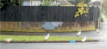  ?? MARK TAYLOR/STUFF ?? After a standoff in a Hamilton street over ducks, the city council quacked under pressure and gave the ducks back.