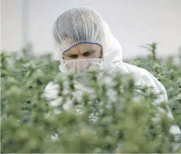  ?? SEAN KILPATRICK/THE CANADIAN PRESS ?? Canopy Growth says its quarterly dip was driven in part by increased expenses, some of which the firm said were tied to preparatio­ns for the coming recreation­al marijuana market.