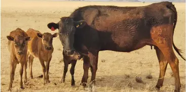  ?? NAMIBIAN WAGYU SOCIETY ?? ABOVE:
Wagyu production in Namibia is still in its infancy, but Wagyu breeders there have already put strict measures in place to protect the integrity of the breed and Wagyu products.