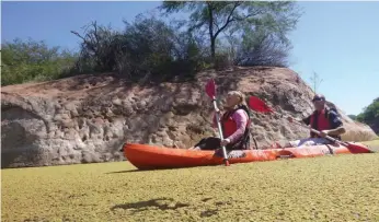 ??  ?? La estabilida­d y dureza de los kayak plásticos son ideales para esta travesía, donde se puede pasar de perder la vista en la profundida­d del dique a pechear con el kayak troncos semisumerg­idos, golpear rocas y levantar lentejas de agua con el remo.
