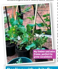  ??  ?? My timber and wire frame, perfect to grow cucumbers