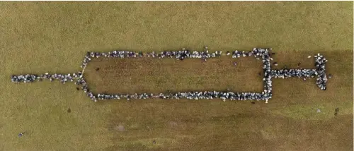  ?? ?? ABOVE: A transient hill figure was formed by 700 sheep and some goats in Schneverdi­ngen on 3 January 2022 – a 300ft (100m) long vaccinatio­n syringe. Shepherd Wiebke Schmidt-Kochan lured her animals into place by strewing bread crumbs on the grass. Ärzte Zeitung, 3 Jan 2022.