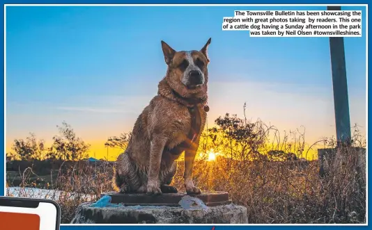  ?? ?? The Townsville Bulletin has been showcasing the region with great photos taking by readers. This one of a cattle dog having a Sunday afternoon in the park was taken by Neil Olsen #townsville­shines.