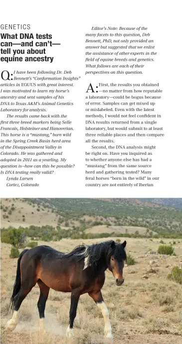  ??  ?? IN THE WILD: The Spring Creek Basin herd roams a Bureau of Land Management area spanning more than 21,000 acres in southwest Colorado.