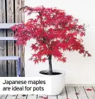  ??  ?? Japanese maples are ideal for pots