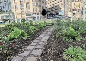  ?? | PHOTO : ALIX VERMANDE ?? Les légumes ont remplacé les fleurs dans les espaces verts.