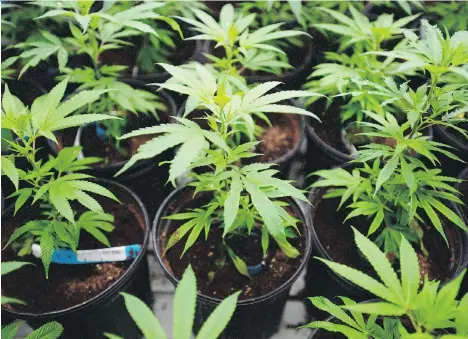 ?? SEAN KILPATRICK/THE CANADIAN PRESS FILES ?? Marijuana plants at Canopy Growth Corp.’s site in Smiths Falls, Ont. BMO Capital Markets’ deal with Canopy marks the first time a “Big Five” Canadian bank has been involved in leading an equity financing for a publicly traded medical marijuana firm.