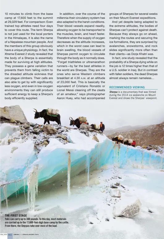  ??  ?? THE FIRST STAGE Yaks can carry up to 300 pounds. To this day, most materials are carried up to the 17,600-foot-high base camp by the cattle. From there, the Sherpas take over most of the load.