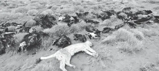  ?? TÉLAM ?? En el lugar, además encontraro­n el cuerpo de un puma muerto. El carbofuran­o se utiliza en las arroceras de Santa Fe y Entre Ríos para eliminar a los patos.