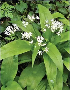  ??  ?? Ramsons is a wild garlic that carpets damp woodlands at this time of year.