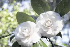  ?? Associated Press ?? ‘White by the Gate’ produces a nearly continuous display of pure white, perfectly formed, double camellia flowers.