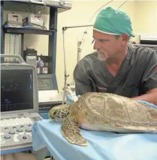  ?? THE TURTLE HOSPITAL ?? Doug Buckwheat performs an ultrasound on a juvenile green turtle in Marathon. The hospital has 61 turtles.