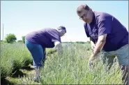  ?? TIMES photograph­s by Annette Beard ?? Rick and Kathy Henning show the beauty of the Lavandula x intermedia grown at Simplicity Lavender Farm, Washburn, Mo., on the Washburn Prairie. As they brush their hands across the buds and stems, a distinct aroma wafts through the air.