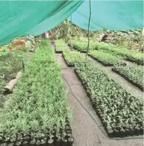  ?? ?? Go Green Nairai! Reforestat­ion seedlings raised in Nairai.