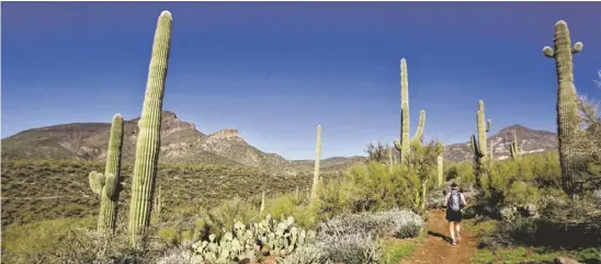  ?? CHERYL EVANS/THE REPUBLIC ?? The Maricopa Trail offers adventures for all, including training opportunit­ies for long-distance runners.